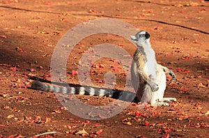 Ring Tailed Lemurs at Berenty Reserve photo