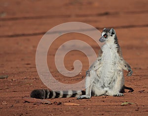 Ring Tailed Lemurs at Berenty Reserve