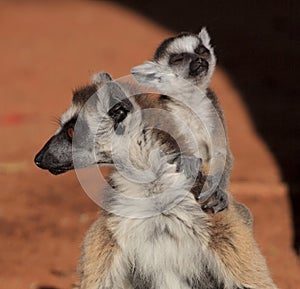 Ring Tailed Lemurs at Berenty Reserve photo