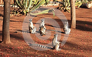 Ring Tailed Lemurs at Berenty Reserve photo