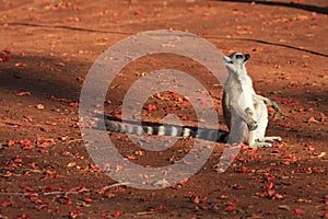 Ring Tailed Lemurs at Berenty Reserve photo