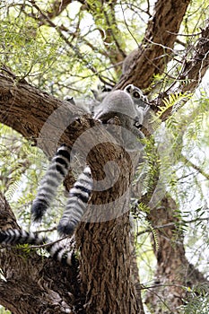 Ring tailed lemurs at Bioparc in Valencia photo