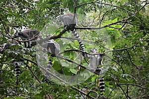 Ring tailed lemurs climbing in a tree.