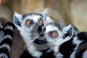 Ring-Tailed Lemurs closeup portrait, a large gray primate with golden eyes