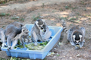 Ring-tailed lemurs eating photo