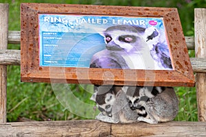 Ring tailed lemurs lemur catta