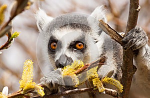 Lemuri (catto) mangiare 