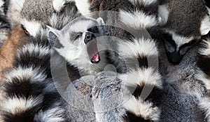 Ring-tailed lemurs (Lemur catta) huddle together