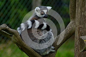 ring tailed lemurs, lemuridea, lemur catta sitting watchfully on a branch in a zoo park