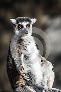 Ring-tailed Lemurs of Madagascar