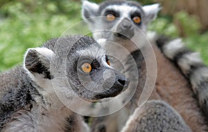 Ring tailed lemurs in the National Park in the island of Madagascar. Two young lemurs curiously came to see what is happening