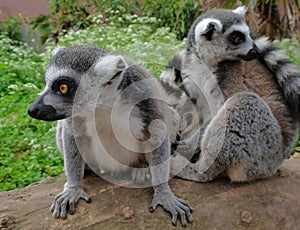 Ring tailed lemurs in the National Park in the island of Madagascar. Two young lemurs curiously came to see what is happening