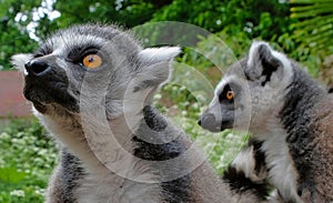 Ring tailed lemurs in the National Park in the island of Madagascar. Two young lemurs curiously came to see what is happening