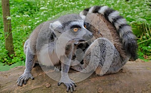 Ring tailed lemurs in the National Park in the island of Madagascar. Two young lemurs curiously came to see what is happening