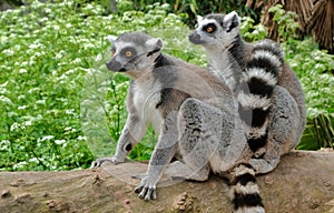 Ring tailed lemurs in the National Park in the island of Madagascar. Two young lemurs curiously came to see what is happening