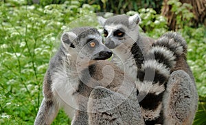 Ring tailed lemurs in the National Park in the island of Madagascar. Two young lemurs curiously came to see what is happening