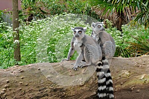 Ring tailed lemurs in the National Park in the island of Madagascar. Two young lemurs curiously came to see what is happening