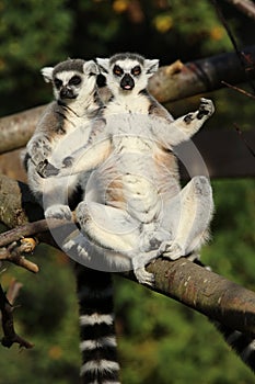 Ring-Tailed Lemurs