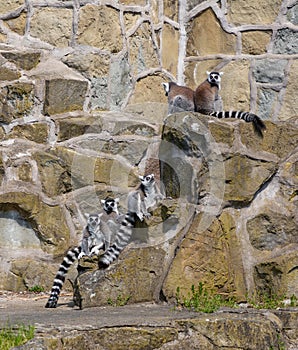 Ring-tailed Lemurs photo