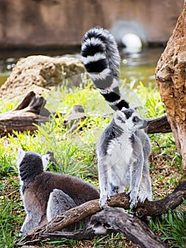 Ring-Tailed Lemurs Playing