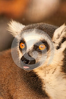 A Ring tailed lemurs prosimians in the sun