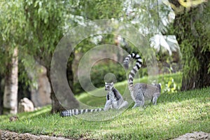 Ring tailed lemurs at Bioparc in Valencia photo
