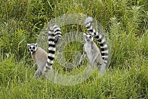 Ring-tailed lemurs sitting in grass and ferns, Madagascar