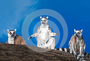 Ring-tailed lemurs sunbathing
