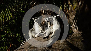 Ring tailed lemurs sunbathing. Lemur catta