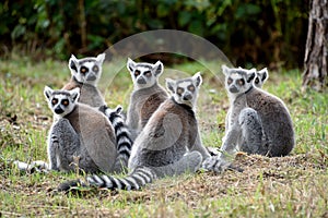 Ring tailed lemurs Troop