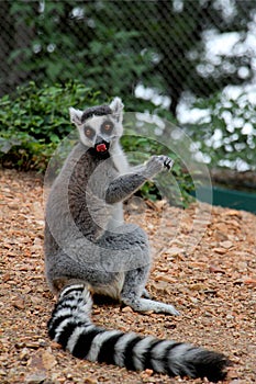 Ring-tailed Lemurï¼›Lemur catta
