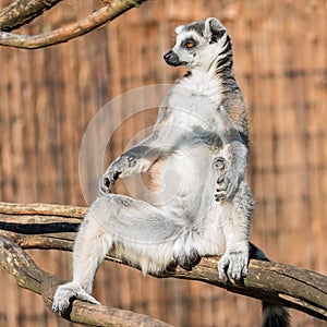 Ring-tailed Madagascar lemur warming up at sun photo