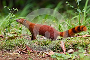 Ring-tailed Mongoose, Galidia elegans photo