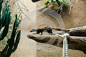 Ring-tailed mongoose (Galidia elegans)