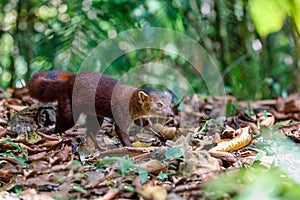 Ring-tailed mongoose, Galidia elegans, Madagascar photo