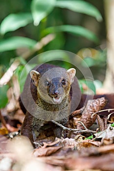 Ring-tailed mongoose, Galidia elegans, Madagascar