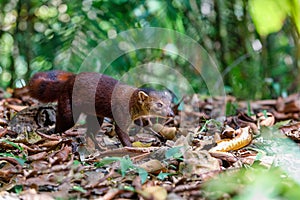 Ring-tailed mongoose, Galidia elegans, Madagascar