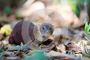 Ring-tailed mongoose Galidia elegans Madagascar