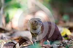 Ring-tailed mongoose Galidia elegans Madagascar photo