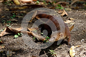 Ring-tailed mongoose Galidia elegans Madagascar photo