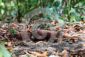 Ring-tailed mongoose Galidia elegans Madagascar photo