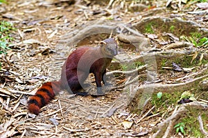 The ring-tailed mongoose photo