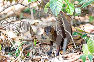 Ring-tailed mongoose Madagascar wildlife photo