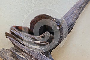 Ring-tailed mongoose