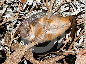 Ring-tailed Possum in New South Wales, Australia