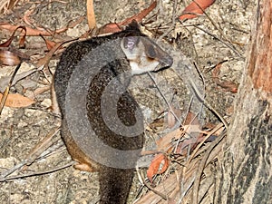 Ring-tailed Possum in Queensland Australia