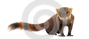 Ring-tailed vontsira or ring-tailed mongoos, Galidia elegans, isolated on white
