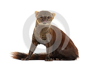 Ring-tailed vontsira or ring-tailed mongoos, Galidia elegans, isolated on white