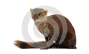 Ring-tailed vontsira or ring-tailed mongoos, Galidia elegans, isolated on white
