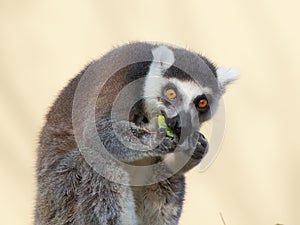 Ring-tailted lemur eating portrait